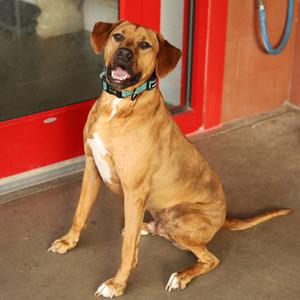 Dozer, Hound, Plott, adult, available for adoption