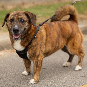 Bayley, Corgi, Cardigan Welsh, senior, available for adoption