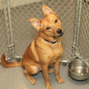 Dimitri, Shepherd, adult, available for adoption