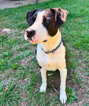 Benelli, Mixed Breed, young, available for adoption