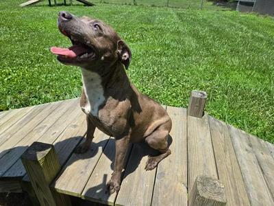 Smores, Mixed Breed, young, available for adoption