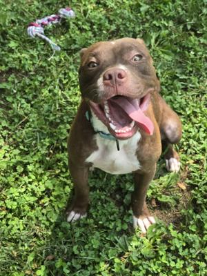 Todd, Mixed Breed, young, available for adoption
