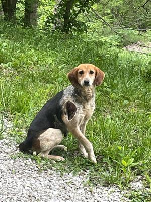 Blessing, Coonhound, adult, available for adoption
