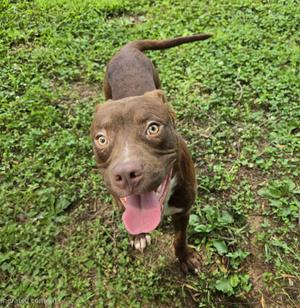 Lyle, Mixed Breed, young, available for adoption