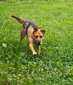 Athena, German Shepherd Dog, adult, available for adoption