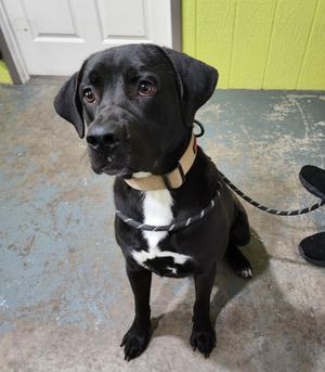 Brix, Mixed Breed, young, available for adoption