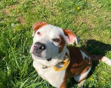 Buster, Mixed Breed, young, available for adoption