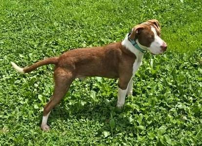 Steve, Mixed Breed, young, available for adoption