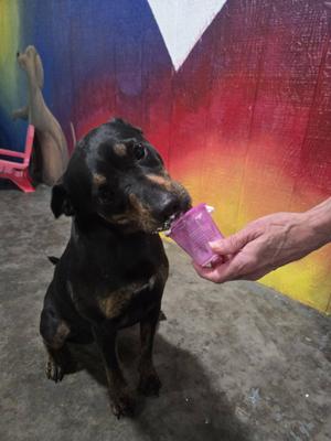 Princess P, Mixed Breed, young, available for adoption