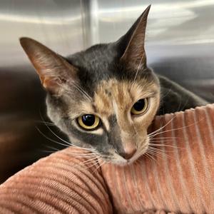 Daisy Ruth, adult, available for adoption