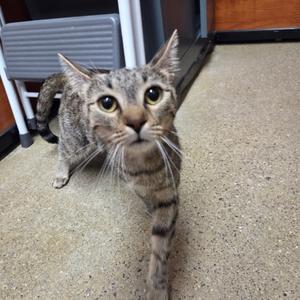A tabby cat with large eyes and a striped pattern is walking on a carpeted floor. The cat has a mix of brown and black stripes, with a white muzzle and chest. Its ears are pointed and alert, and it appears to be looking directly at the camera. In the background, there is a gray plastic chair and a wooden door.