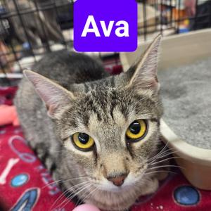 Ava, adult, available for adoption