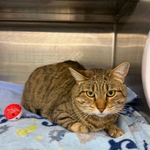 Daisy, adult, available for adoption