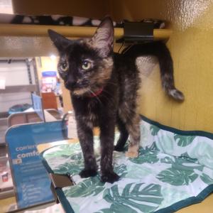 CoCo, kitten, available for adoption