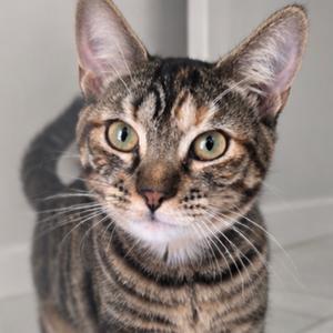 A close-up of a tabby cat with green eyes looking directly at the camera.