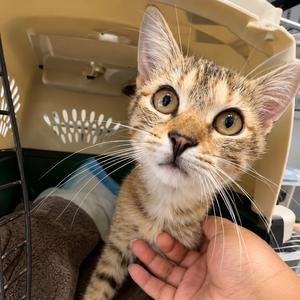 Ambi, young, available for adoption
