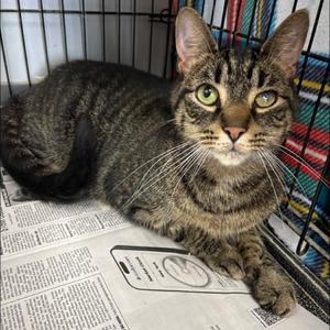 Bubbers, senior, available for adoption