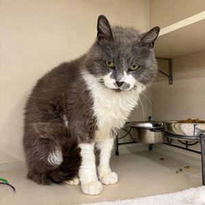 Buster, adult, available for adoption