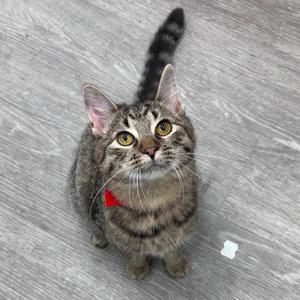 A tabby cat with a red collar sitting on a wooden floor, looking up at the camera.