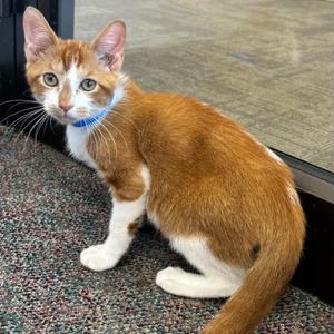 Acorn, kitten, available for adoption