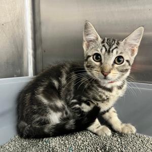 Banting, kitten, available for adoption