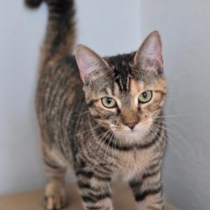 A tabby cat with green eyes standing on a surface, looking directly at the camera.