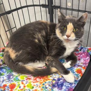 Celeste, adult, available for adoption