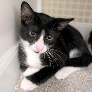 Bagel, kitten, available for adoption