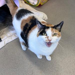 Ellie, senior, available for adoption