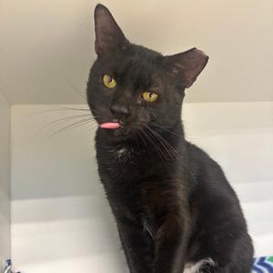 Chippy, adult, available for adoption