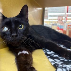 Blackley, senior, available for adoption
