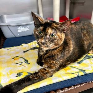 Angel, adult, available for adoption