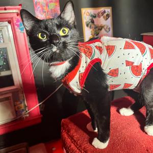 Beans, adult, available for adoption