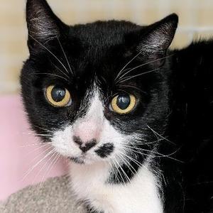 Domino, adult, available for adoption