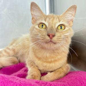 Ember, young, available for adoption