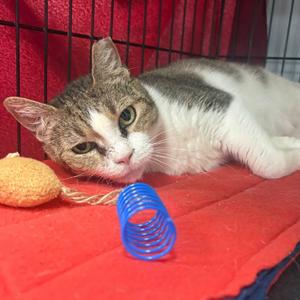 Amy, adult, available for adoption