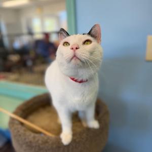 A white cat with pink nose and yellow eyes, wearing a red collar, standing on a cat tree.