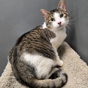 A tabby cat with white fur on its chest and paws, sitting on a beige carpeted surface. The cat has a mix of brown, black, and white fur, with a distinctive white patch on its face. Its ears are upright, and it appears to be looking directly at the camera with a curious expression. The background is a plain gray wall.