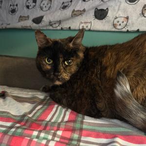 Big love, senior, available for adoption