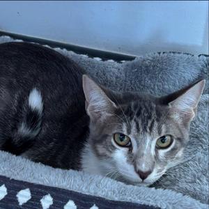 Cookie, young, available for adoption