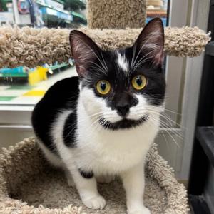 Chanel, young, available for adoption