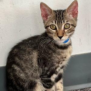 Alex, kitten, available for adoption