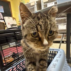 Delanie, senior, available for adoption
