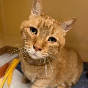 A close-up of a ginger cat with a white muzzle and long whiskers, looking directly at the camera.
