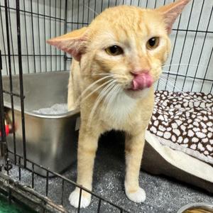 Chase, adult, available for adoption