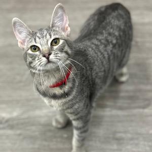 A gray tabby cat with a red collar looking up at the camera.