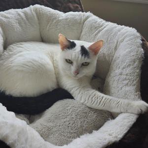 A white cat with black markings on its head is lying in a cozy, plush cat bed. The cat appears relaxed and is looking directly at the camera.