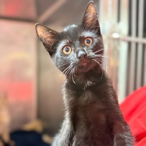 Bubble, kitten, available for adoption