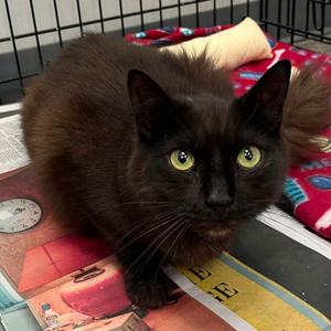 Diamond, adult, available for adoption