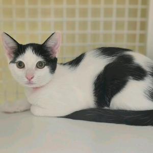 A black and white cat lying down on a surface with a tiled background.